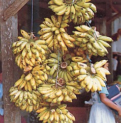 pisang_mas